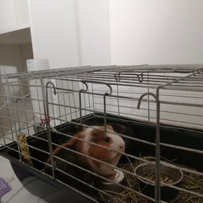 Номер для грызунов